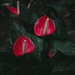 Anthurium in casa con fiori rossi, rappresenta la guida per una fioritura abbondante.