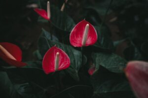 Come far crescere l’anthurium in casa? Ecco la guida definitiva per una fioritura abbondante