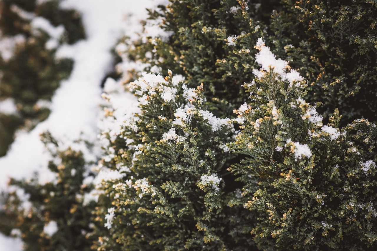 Piante resistenti al freddo in un giardino invernale, con neve sul terreno e foglie verdi.